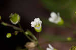 Appalachian stitchwort